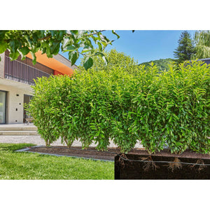 V6HCFC6B2A5B0D2E0D72A33A69905EDC96DR7162853P10